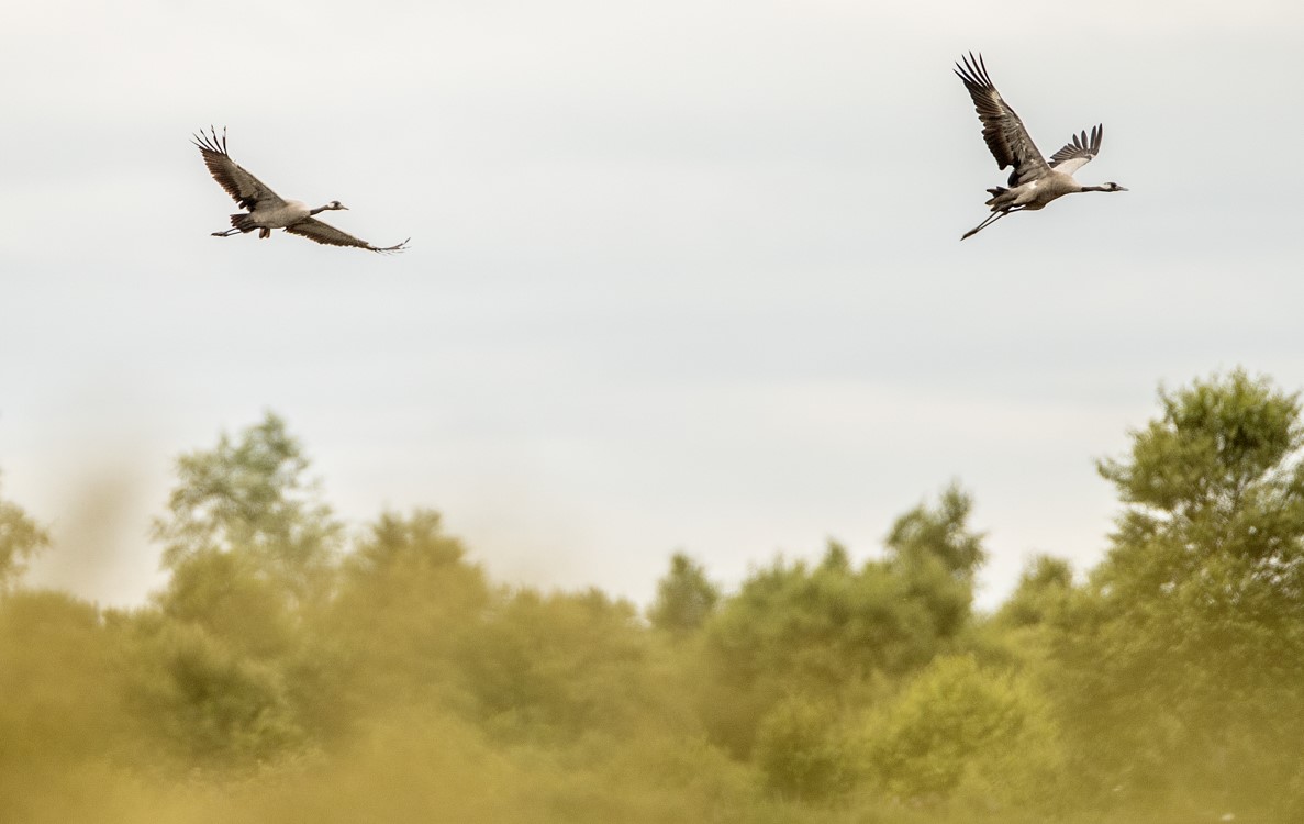 Common Cranes successfully hatch two chicks on Bord na Móna rewetted peatland